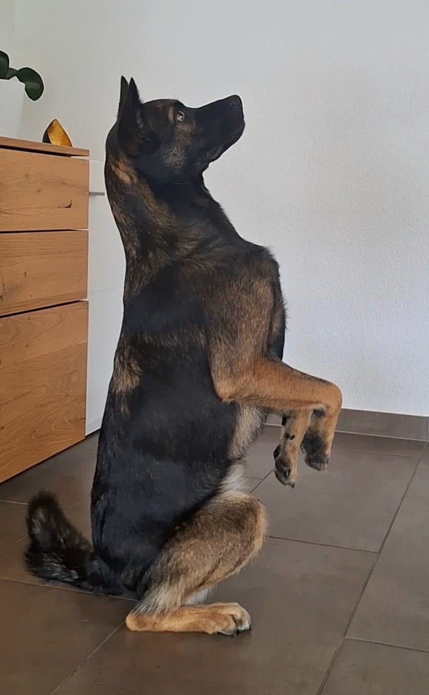 Hund lernt Rückruf – Joëlle Turtschi Hundeschule