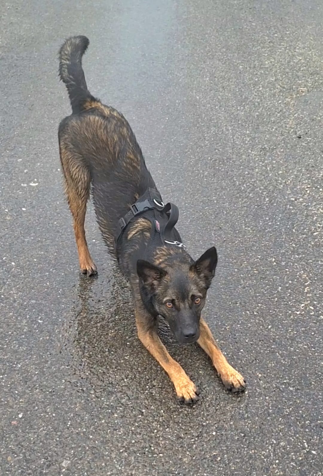 Hunde Sozialisation – Hundeschule Pfotenherz Diepflingen