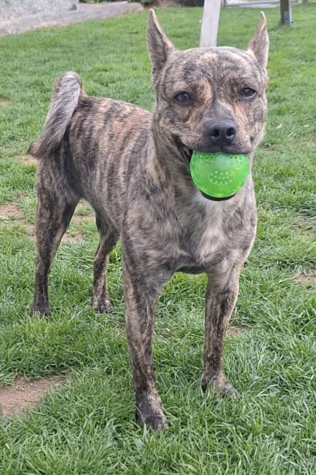 Hundetraining im Freien – Hundeschule Pfotenherz Baselland