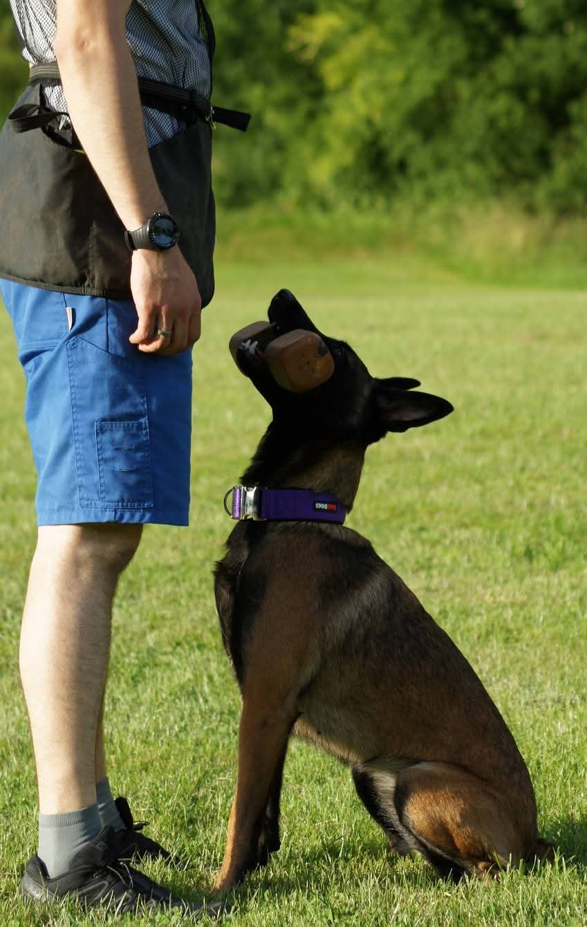 Familiengruppe Hundeschule Pfotenherz – Hunde beim Gruppentraining
