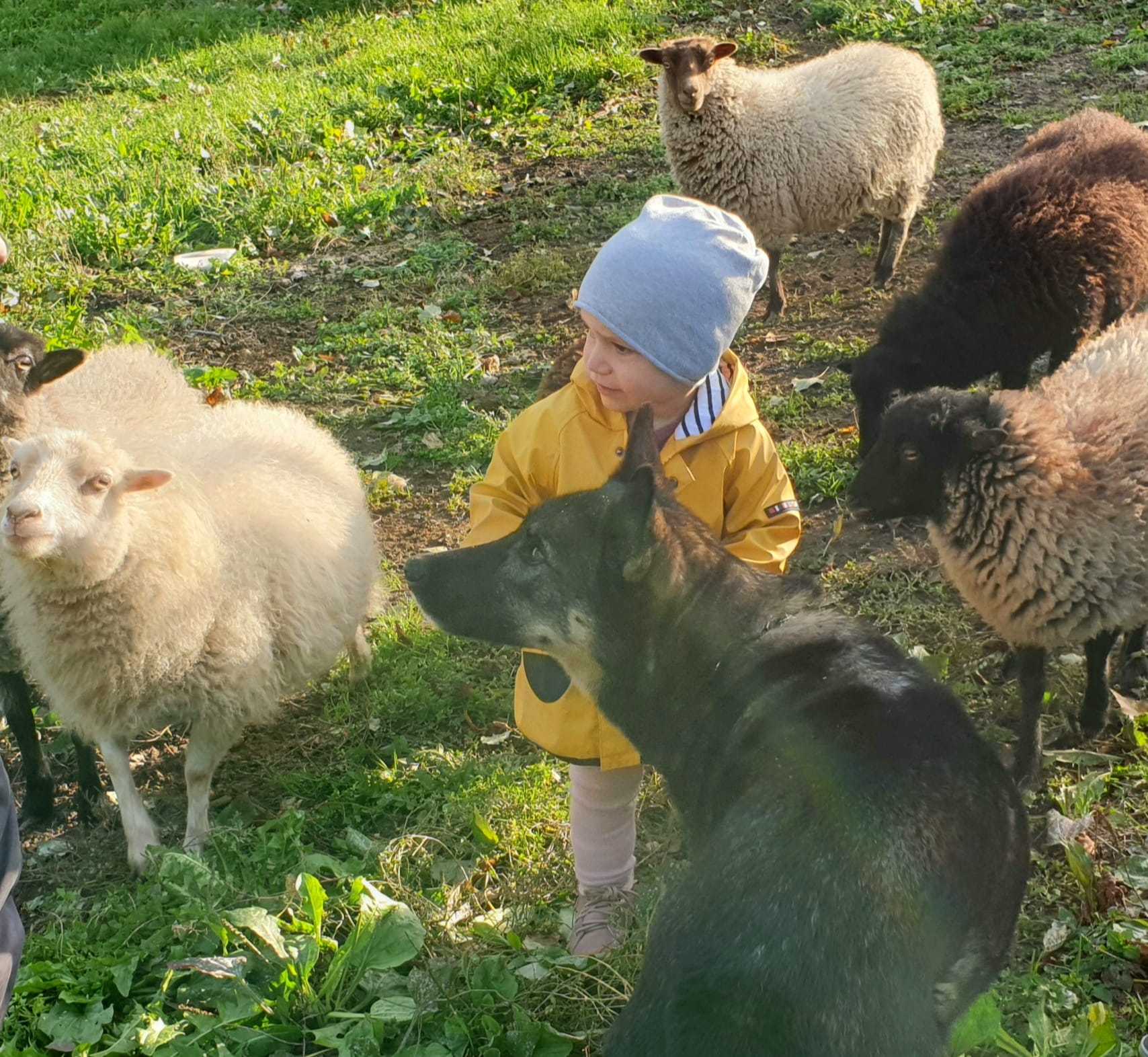 Social Walk mit Hunden – Hundeschule Pfotenherz Diepflingen