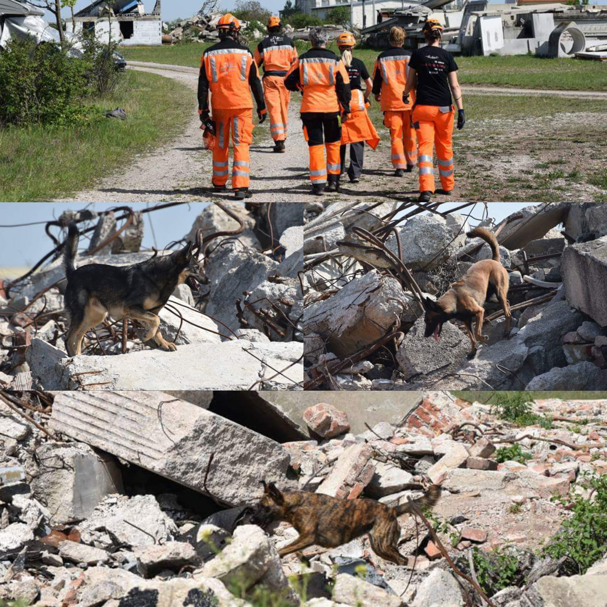 Privatstunde Hundeerziehung – individuelles Hundetraining Baselland