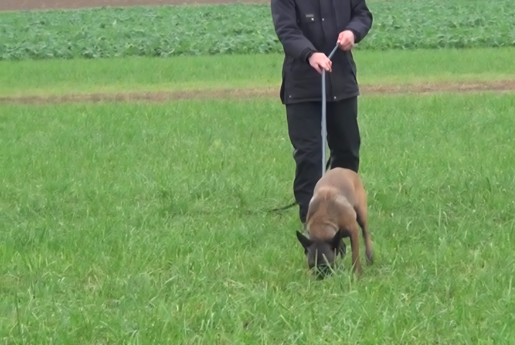 Hundetraining Leinenlaufen – Hundeschule Pfotenherz Diepflingen