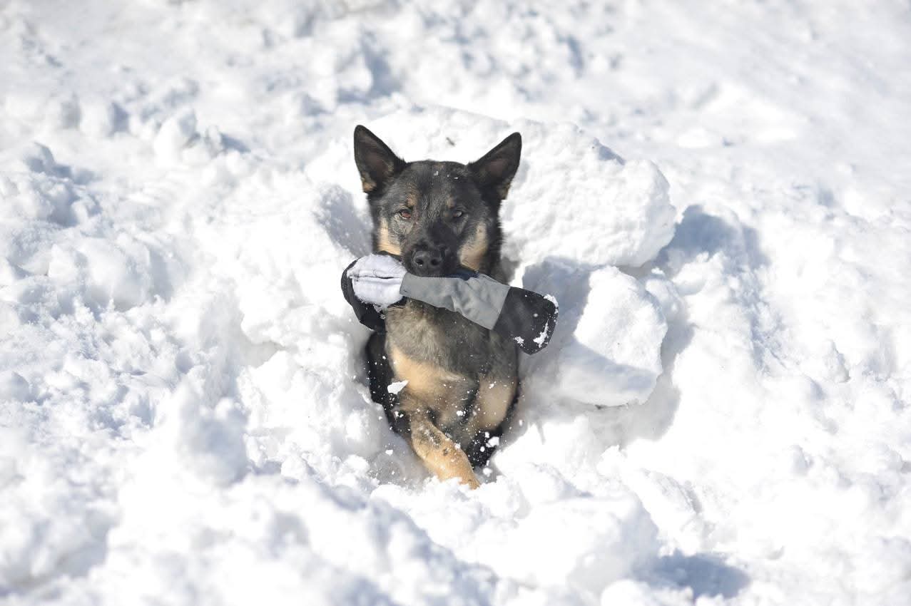 Hund und Mensch beim Training – Hundeschule Pfotenherz